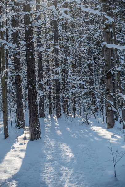 Winter sunny forest in Central Ontario, Canada - Fotó, kép