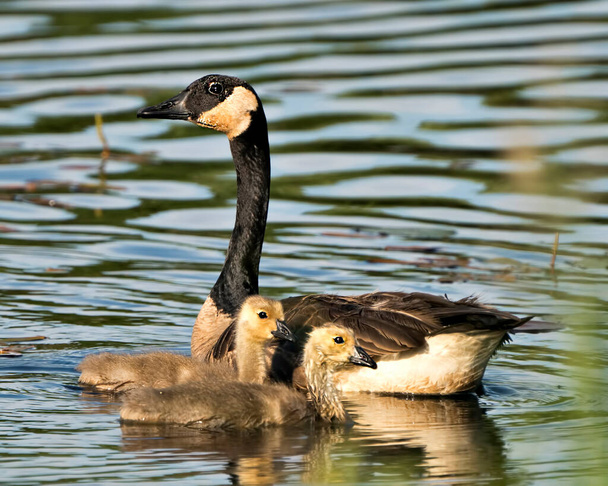 Canadian Geese close-up profile view with their gosling babies, displaying feather plumage, bodies, wings, head, neck, beak, in their environment , with a water background. Canadian Geese photo stock. Image. Portrait. Picture. Baby birds - Photo, Image
