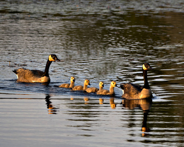 Canadian Geese close-up profile view with their gosling babies, displaying feather plumage, wings, head, neck, beak, in their environment and habitat, with a background of water. Canadian Geese photo stock. Image. Portrait. Picture. Baby birds. - Photo, Image