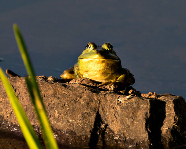 カエルの水で岩の上に座って、面白い顔をしたカメラを見て、緑の体、頭、足、その環境や生息地で目を表示します。カエルの写真ストック。画像。写真だ。肖像画.  - 写真・画像