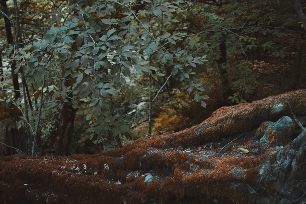 Mossy πεσμένο δέντρο στο ζοφερό φυλλοβόλο δάσος - Φωτογραφία, εικόνα