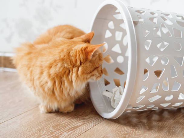 Cute ginger cat overturned wastebasket. Curious fluffy pet is looking at trash. Funny and playful domestic animal. - Photo, image