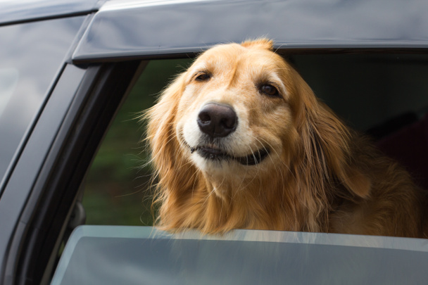 purebred golden retriever dog - Zdjęcie, obraz