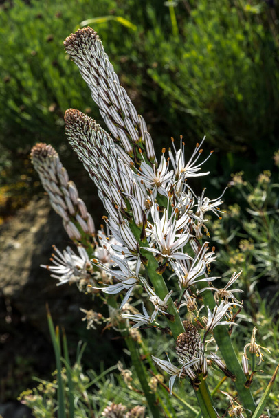 Valkoisen Asphodelin (Asphodelus albus) kukat) - Valokuva, kuva