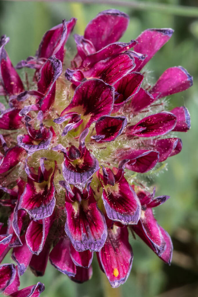 Kwiat górskich nerek Vetch (Anthyllis montana) - Zdjęcie, obraz