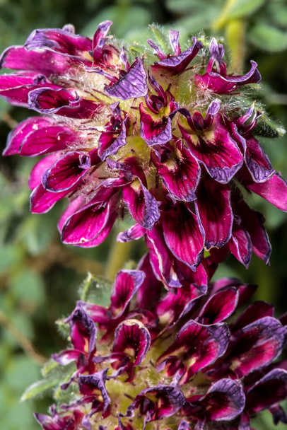Kwiat górskich nerek Vetch (Anthyllis montana) - Zdjęcie, obraz
