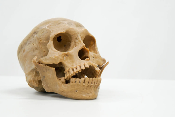 Ludzka czaszka do edukacji na białym tle - Zdjęcie, obraz