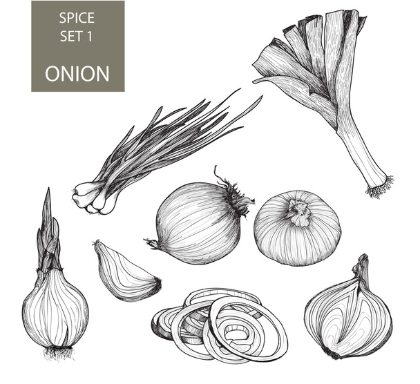 Onion. Set of illustrations - Vector, Image