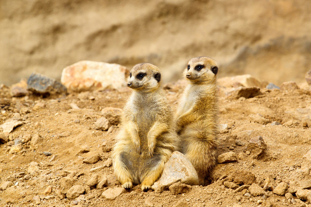 dwa suricata suricatta - Zdjęcie, obraz