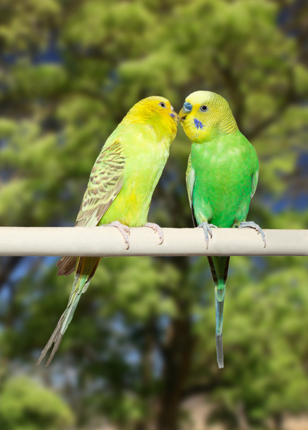 Couple of parrots - Photo, Image