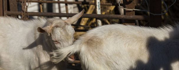 Saanen je švýcarské plemeno domácích koz. Chov koz. Kozí samec je důležitý pro kozí samici, aby dostal kopulaci. Milostný pár. Reprodukční sezóna - jarní vyjížďky. Chov dobytka. - Fotografie, Obrázek