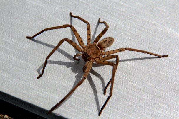 salvador, bahia / brasil - 18 de agosto de 2012: inseto-aranha é visto no jardim da cidade de Salvador
. - Foto, Imagem