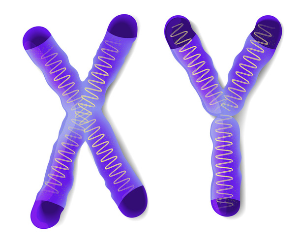 Sex Chromosome X and Y - Vector, Image