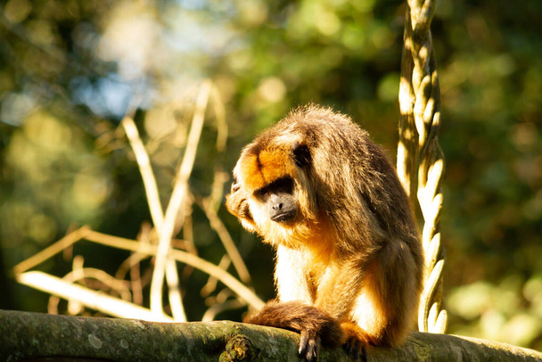 Θηλυκό του Howler Caraya μαϊμού σε ένα υποκατάστημα σε ένα δάσος στην Ibera Υγροτόπων. - Φωτογραφία, εικόνα