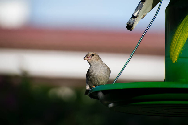 Mały brązowy i oliwkowy barbados bullfinch lub loxigilla barbadensis jedząc z nasionami między dziobem i siedząc na zielonym karmniku ptaków na zewnątrz. - Zdjęcie, obraz