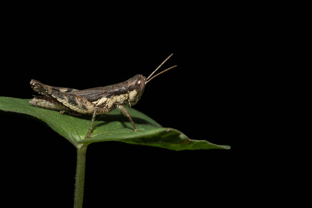 Closeup photo of brown Grasshopper on leaf - Photo, Image