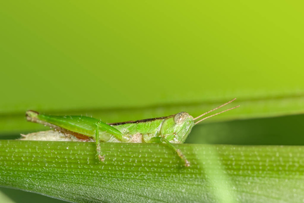 Grasshopper on a leaf - Photo, Image