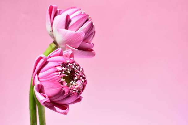 Dos hermoso fondo de loto rosa, desollar laico, vista superior, loto de Buda, la paz y la meditación, flor, flores de color rosa, fondo rosa pastel, primavera, naturaleza, brillante, soleado, fresco
 - Foto, Imagen