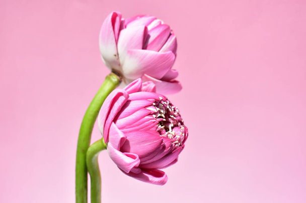 Dos hermoso fondo de loto rosa, desollar laico, vista superior, loto de Buda, la paz y la meditación, flor, flores de color rosa, fondo rosa pastel, primavera, naturaleza, brillante, soleado, fresco
 - Foto, imagen