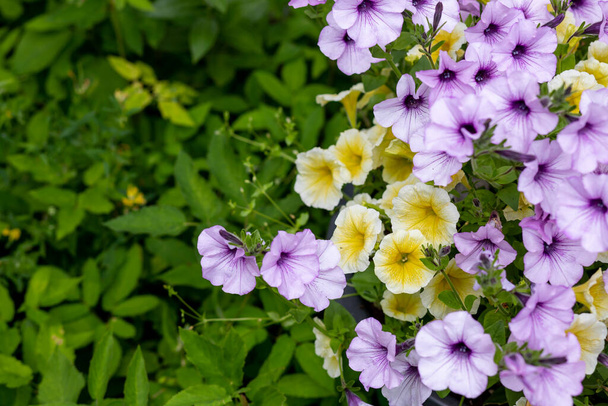 kvetoucí fialové květy petúnie na zeleném pozadí.Rostliny pro zavěšení květináčů. Zahradní květiny. Květiny v květináči, fialová petunie - Fotografie, Obrázek