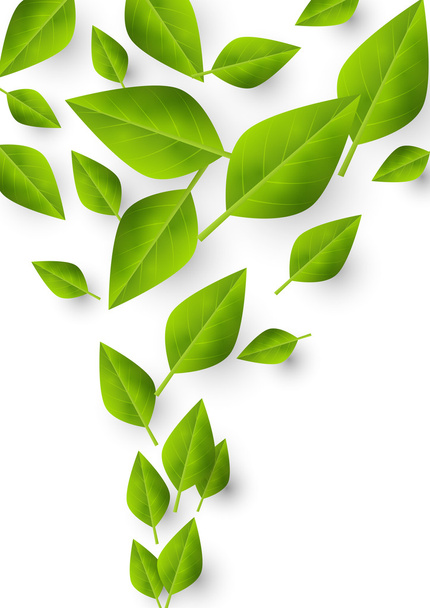 Green leaves on white background - Vector, Image