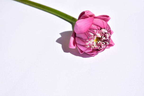 美しいピンクの蓮の背景を閉じ、仏蓮、平和と瞑想、花、ピンクの花、パステルピンクの背景、春 - 写真・画像