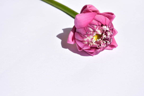 Fundo de lótus rosa bonito, close, Lótus de Buda, paz e meditação, flor, flores rosa, fundo rosa pastel, primavera
 - Foto, Imagem