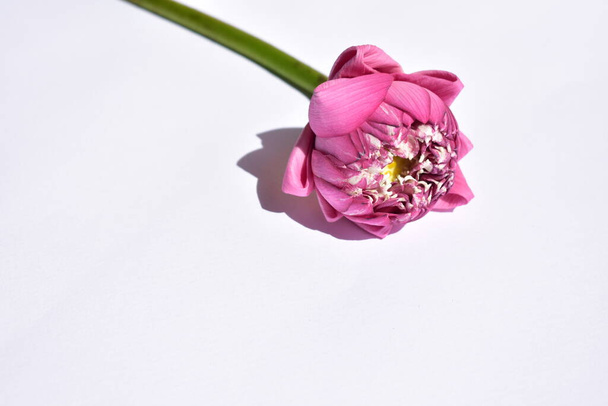 Mooie roze lotus achtergrond, close up, Boeddha lotus, vrede en meditatie, bloesem, roze bloemen, pastel roze achtergrond, lente - Foto, afbeelding