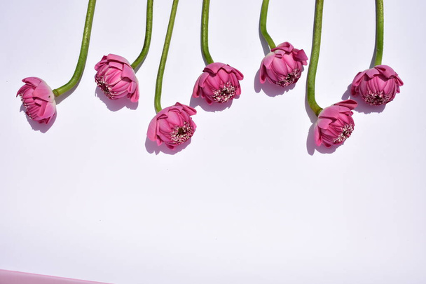 Hermoso fondo de loto rosa, primer plano, loto de Buda, paz y meditación, flor, flores rosas, fondo rosa pastel, primavera
 - Foto, Imagen