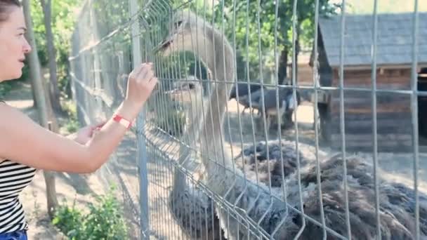 Nuori nainen eläintarhassa Park, valkoihoinen tyttö ruokinta strutsi - Materiaali, video