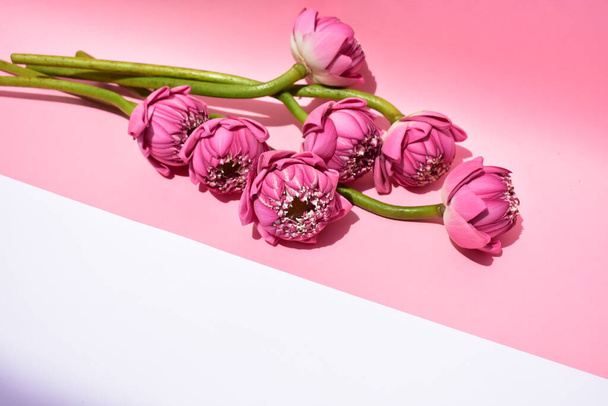 Розовый лотос фон, цветок, вид сверху, розовый фон, лотос фон, солнечный мир, цветы, басом, весна, лотос Будды, розовый лотос изолирован, ботаника, посредничество - Фото, изображение