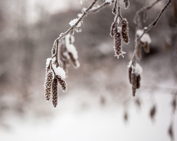 Snow-covered branches of alder with catkins - Фото, изображение