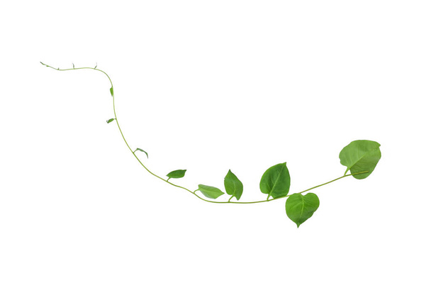 Feuilles vertes en forme de coeur grimpant vignes lierre de cowslip rampant (Telosma cordata) la plante forestière rampante poussant dans la nature isolé sur fond blanc, chemin de coupe inclus. - Photo, image