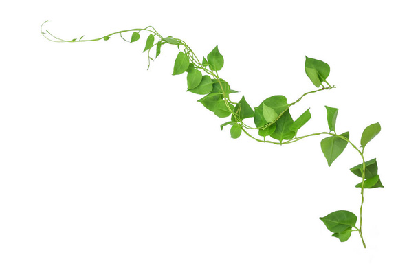 Зелёные листья в форме сердца, взбирающиеся на виноградную лозу, плющ коровьего ползунка (Telosma cordata) ползучее лесное растение, растущее в диком изолированном на белом фоне, в том числе. - Фото, изображение