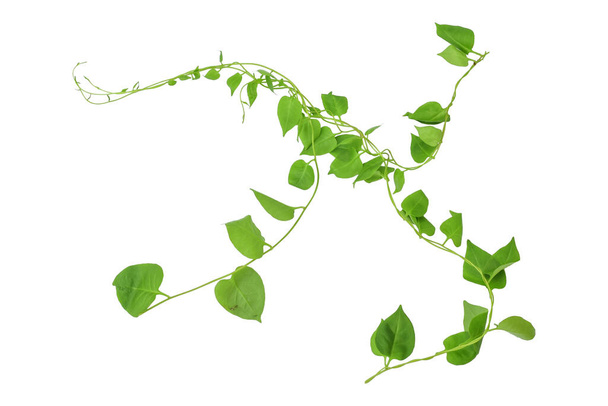 ハート型の緑の葉カウスリップ・クリーパーのつるを登るツタ(テロスマ・コルデータ)白い背景に隔離された野生で成長するクリーパーの森の植物、クリッピングパスが含まれています. - 写真・画像