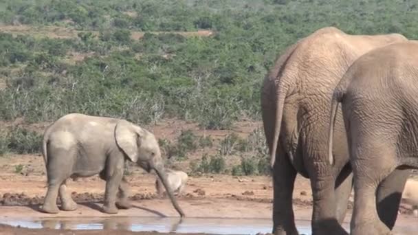 Стадо африканских слонов у водопоя - Кадры, видео