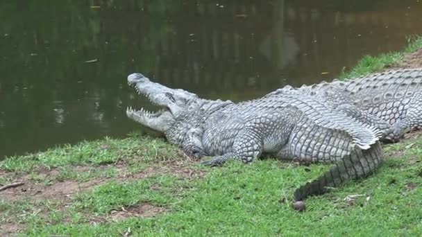 Krokodyle Nilu opalają się na krawędzi wody - Materiał filmowy, wideo