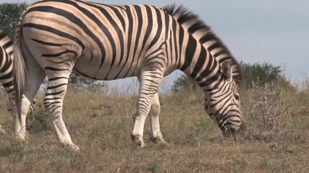 Párek zebry pasoucí se na savaně - Záběry, video