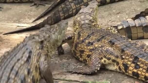 Krokodyle Nilu opalają się w brudzie - Materiał filmowy, wideo