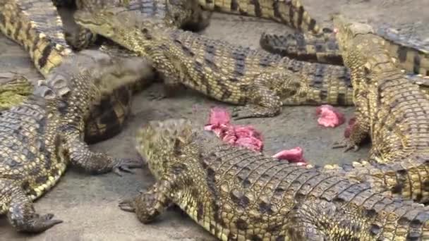 Młode krokodyle Nilu jedzące kawałki mięsa - Materiał filmowy, wideo