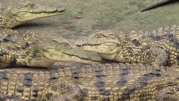 A fiatal nílusi krokodilok napoznak a porban. - Felvétel, videó