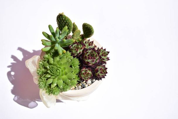 Beautiful green succulent ans cactus mix pot isolated in pastel pink and white background, close up, flat lay, top view, copy space, sunny, garden, fresh and warm, plant concept, botany, home decoration, green flowers, lotus, blossom, spring time - Photo, Image