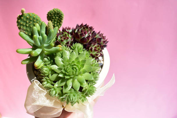 Beautiful green succulent ans cactus mix pot isolated in pastel pink and white background, close up, flat lay, top view, copy space, sunny, garden, fresh and warm, plant concept, botany, home decoration, green flowers, lotus, blossom, spring time - Photo, Image