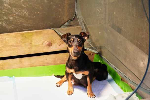   Jack Russell Terrier Welpen. Porträt in Großaufnahme, in einem Korb liegen                           - Foto, Bild