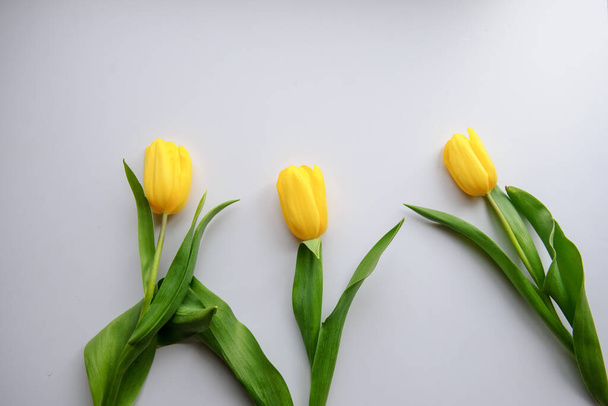 вид сверху на три желтых тюльпана на белом фоне - Фото, изображение