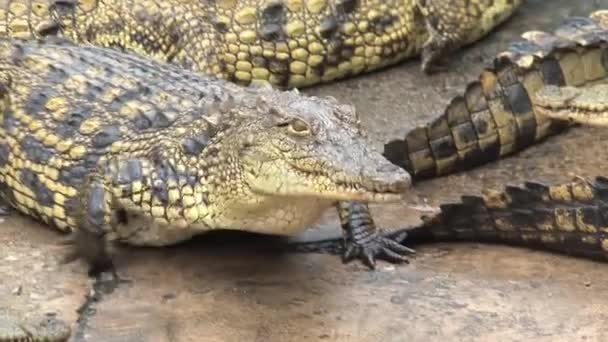 Młode krokodyle Nilu opalają się w brudzie - Materiał filmowy, wideo
