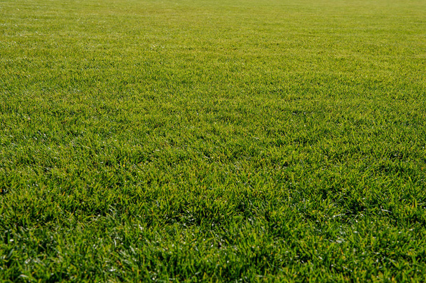 vert herbe texture de fond - Photo, image