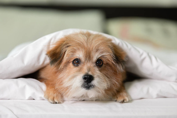 Χαριτωμένο σκυλί μείγμα φυλή που βρίσκεται σε κουβέρτα στο λευκό κρεβάτι στην κρεβατοκάμαρα χαμόγελο με αστείο πρόσωπο και την αίσθηση τόσο ευτυχία μετά ξυπνήσει το πρωί - Φωτογραφία, εικόνα