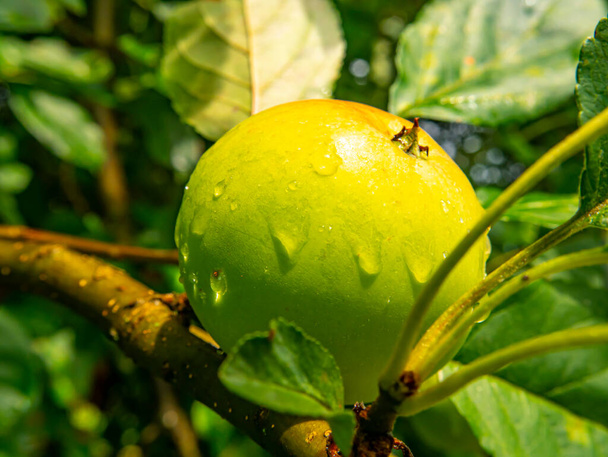 Apple fruit with drops of rain water on a tree branch. Green apple. Orchard. Gardening. Place for text. Advertising voto of a shop window of a fruit shop. Fruits of berries of an orchard. Macro photo. - Photo, Image