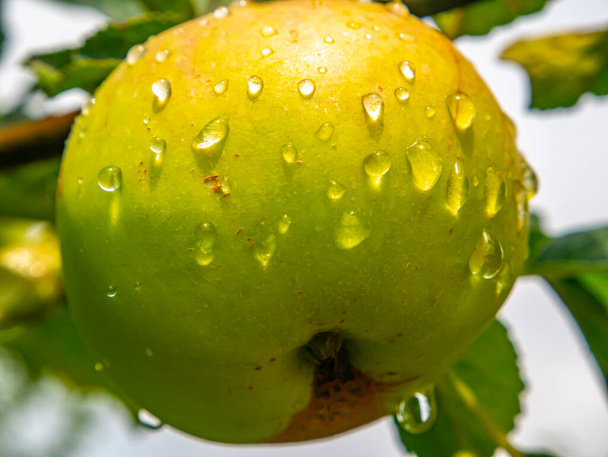 Apple fruit with drops of rain water on a tree branch. Green apple. Orchard. Gardening. Place for text. Advertising voto of a shop window of a fruit shop. Fruits of berries of an orchard. Macro photo. - Photo, Image